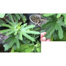 Ficus carica 'Black Mission' (USA clone)(black fruit)