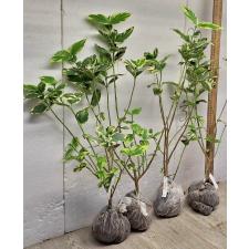 Нектантес арбор-тристис варегатный / Nyctanthes arbor-tristis variegata 220-219