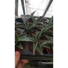 Sansevieria Robusta 6 см pot