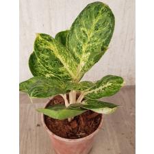 Aglaonema A-106 Siam Compac