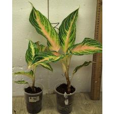 Aglaonema Panama - Pink peach A-95