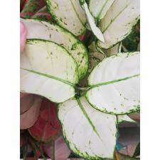 Aglaonema Super White A-40