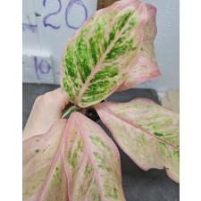 Аглаонема розовая пальма / Aglaonema Pink palm A-132