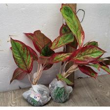 Аглаонема Рич номер 2. / Aglaonema Rich no.2 A-63