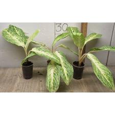 Аглаонема Районг Голд / Aglaonema Rayong Gold