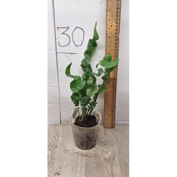 Microsorum punctatum cv. Twisted Dwarf (compact form) 174