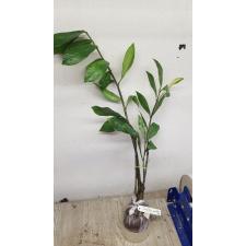 Zamioculcas zamiifolia variegated (long leaf) mart 332