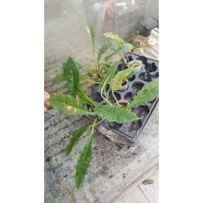 Philodendron 'Ring of Fire' 1500p