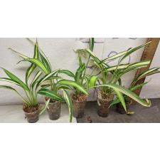 Хлорофитум 'Шарлотта' / Chlorophytum sp. 'Charlotte'
