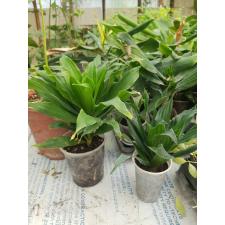 dracaena compacta