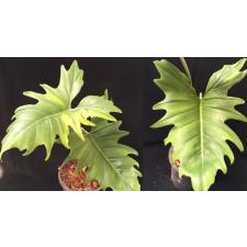 Philodendron sp.(T47).556