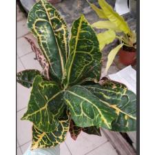 Codiaeum Siam Harmonius 170