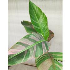 Musa variegated (Банан) 