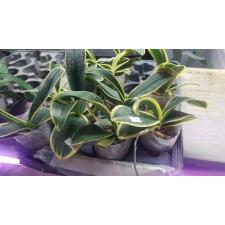 Phal. Sogo Vivien 'SOGO F858' (variegata)