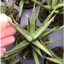 Sansevieria Mungkorn Ngern 621