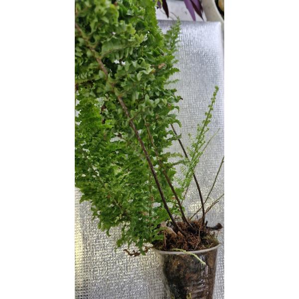 Нефролепис эксалтата сорт Вагнери / Nephrolepis exaltata cv. Wagneri (S)