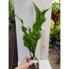 Polypodium musifolium (mutation) (No.1) x Microsorum sp.(T03) Africa 265/1