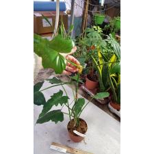 Philodendron 'Lime Fiddle' 485/1 pot