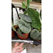 Alocasia ... melo   14 cm pot ps 03.11