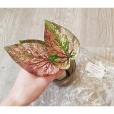 Caladium sp FRE