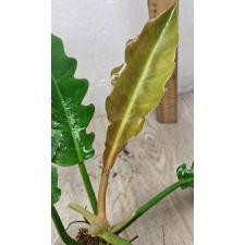 Philodendron 'Narrow Escape'