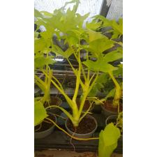 Philodendron Selloum Gold Satin 10-12 cm pot  