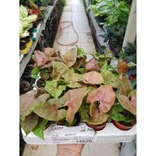 Syngonium Red 5 cm pot
