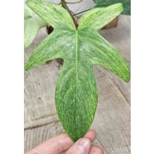 Филодендрон "Флорида Гост" мятный / Philodendron 'florida ghost' mint