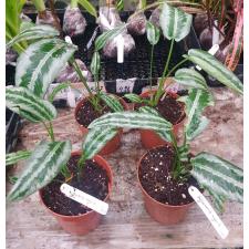 Schismatoglottis wallichii (Special Silver) 283