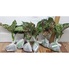 Аглаонема Руб голд галакси / Aglaonema rub gold galaxy A-91