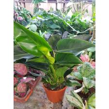 Philodendron Congo Apple в 19 см горшке