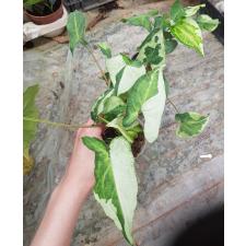 Syngonium Three Kings