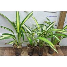 Хлорофитум 'Шарлотта' / Chlorophytum sp. 'Charlotte'