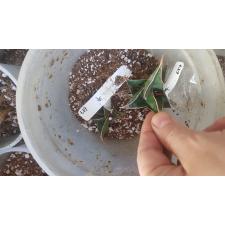 Sansevieria pinguicula (S) 617