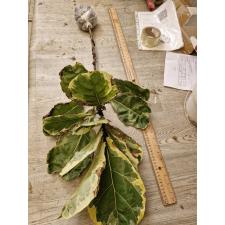 Ficus lyrata variegata 8500р