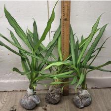 Аглаонема Нью ричер / Aglaonema New richer A-129