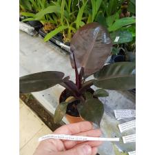 Philodendron black cardinal 12 cm pot