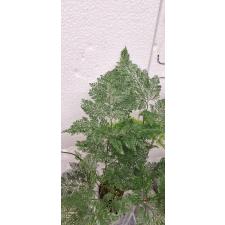 davallia fejeensis plumosa