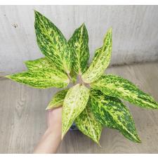 Aglaonema Malaitong A-44