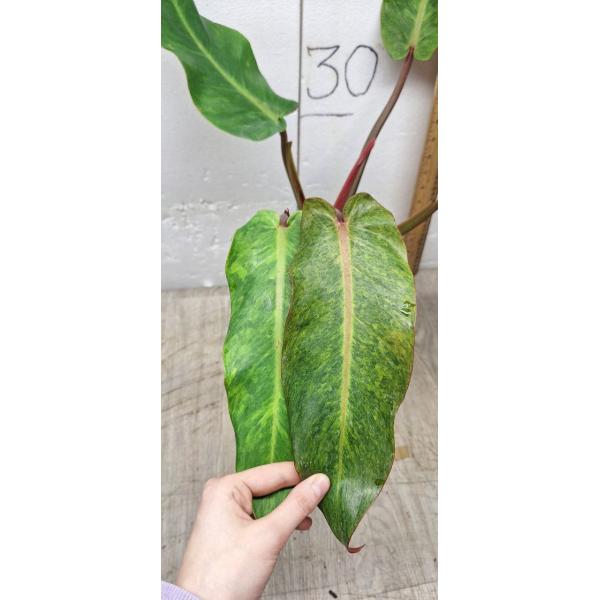 Philodendron ORANGE MARMALADE