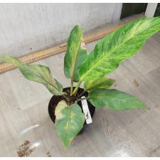 Anthurium variegated sp 1