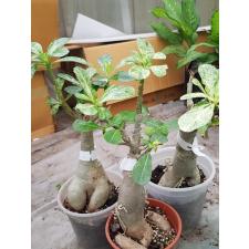 Adenium variegated 800р