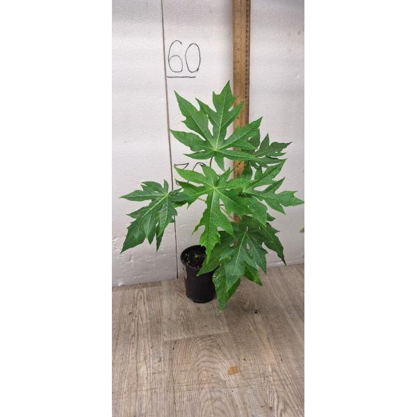 papaya sp hybrid (M) pot orange