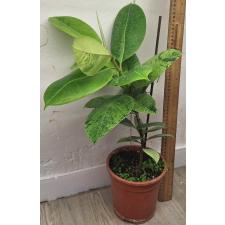 Фикус эластика муншайн / Ficus elastica moonshine