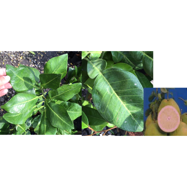 Цитрус максима (без семян), Тайвань / Citrus maxima (seedless) Taiwan.