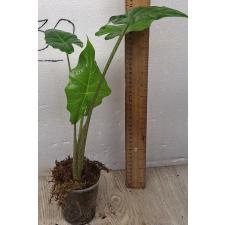 Алоказия Портодора / Alocasia Portodora