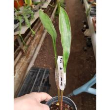 Sansevieria concinna 'Giant Spoon' (No.2) 537