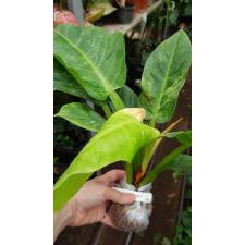 Philodendron Green Granito 283