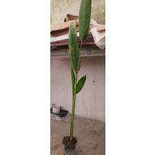 Heliconia rostrata