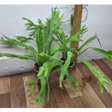Асплениум нидус варегатная Япония. / Asplenium nidus variegated ex Japan 